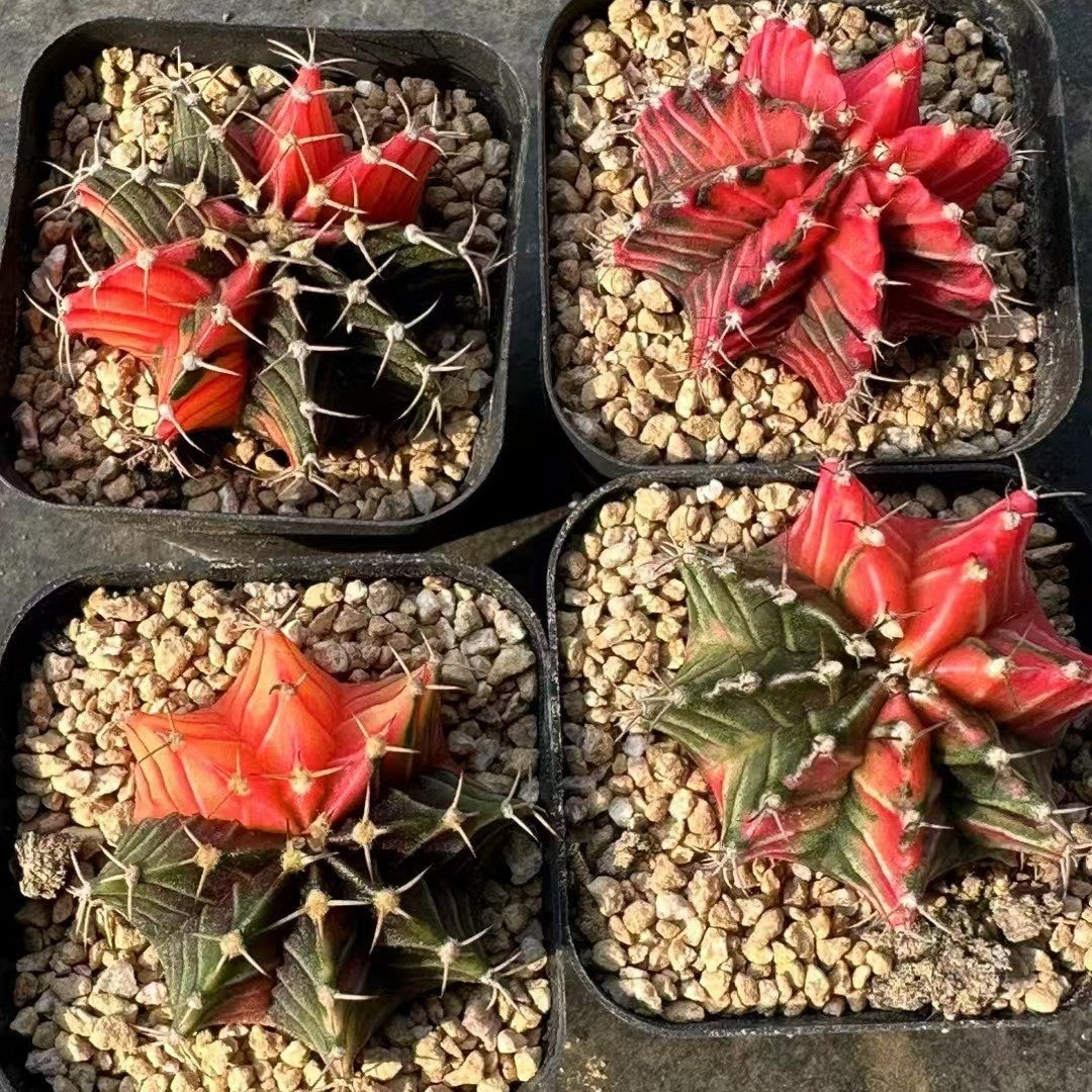 Rib Peony Brocade Succulent Cactus Plant