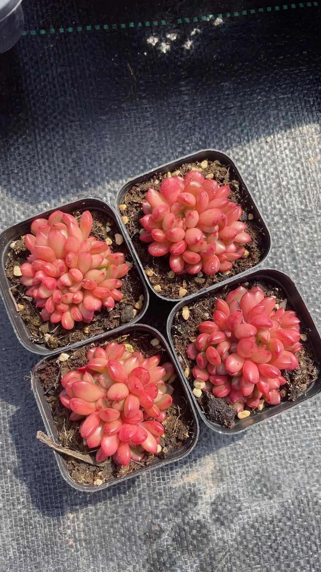 Rainbow Succulent Variety Collection