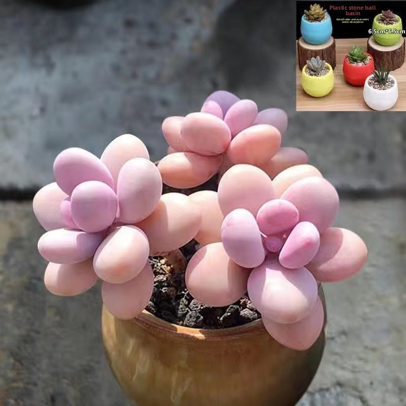 Peach Egg Cluster Succulent