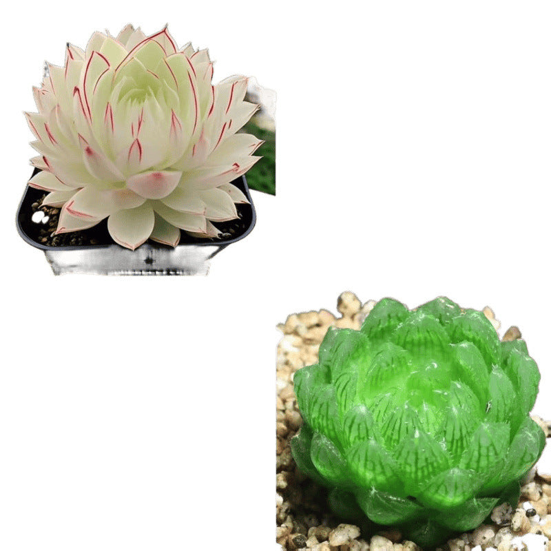 Jade Dew Succulent Variety Pack