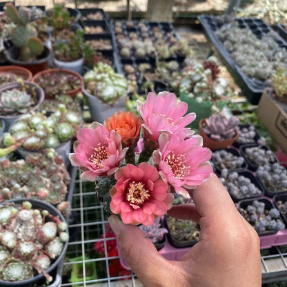 Feihua Jade Bulb Cactus