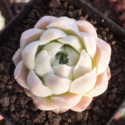Succulent Potted Plants Set Indoor Decoration