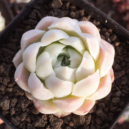 Succulent Potted Plants Set Indoor Decoration