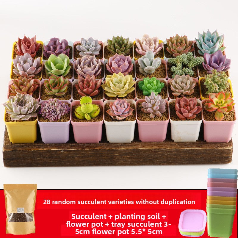 Succulent plants