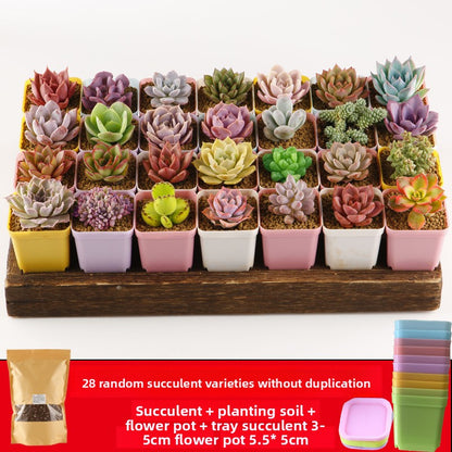 Succulent plants