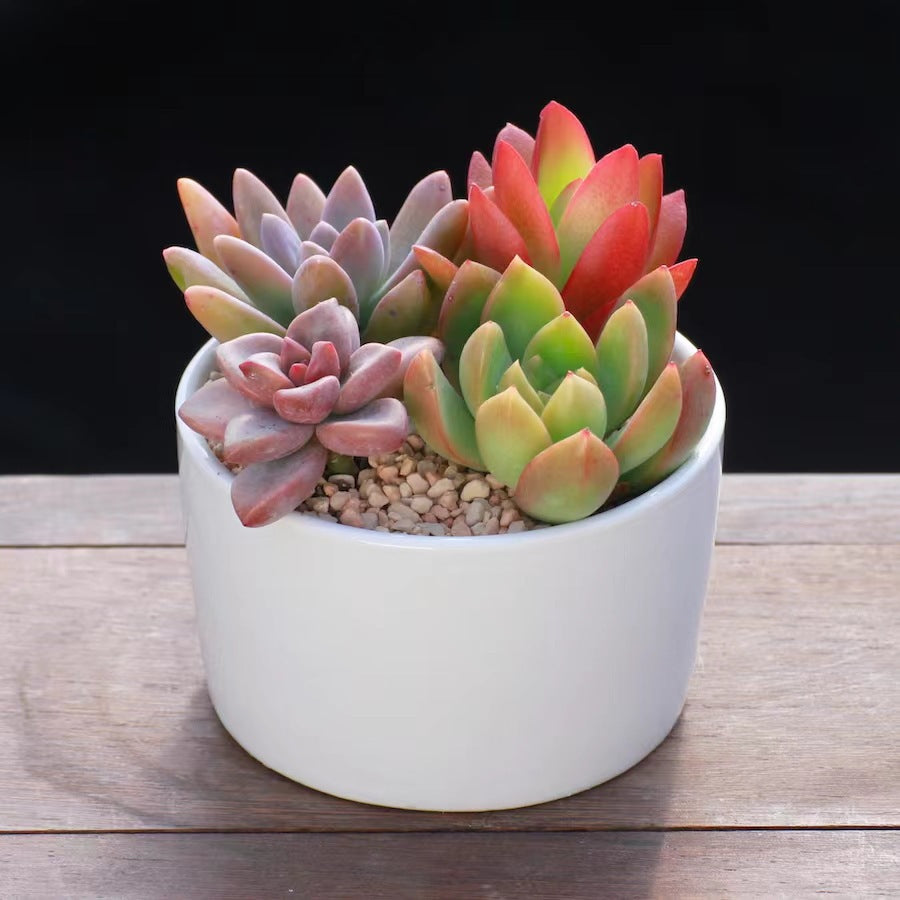 Succulent Plants with Pots Indoor Green Decor