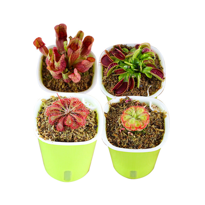 Carnivorous Potted Plants with Self Watering Basin