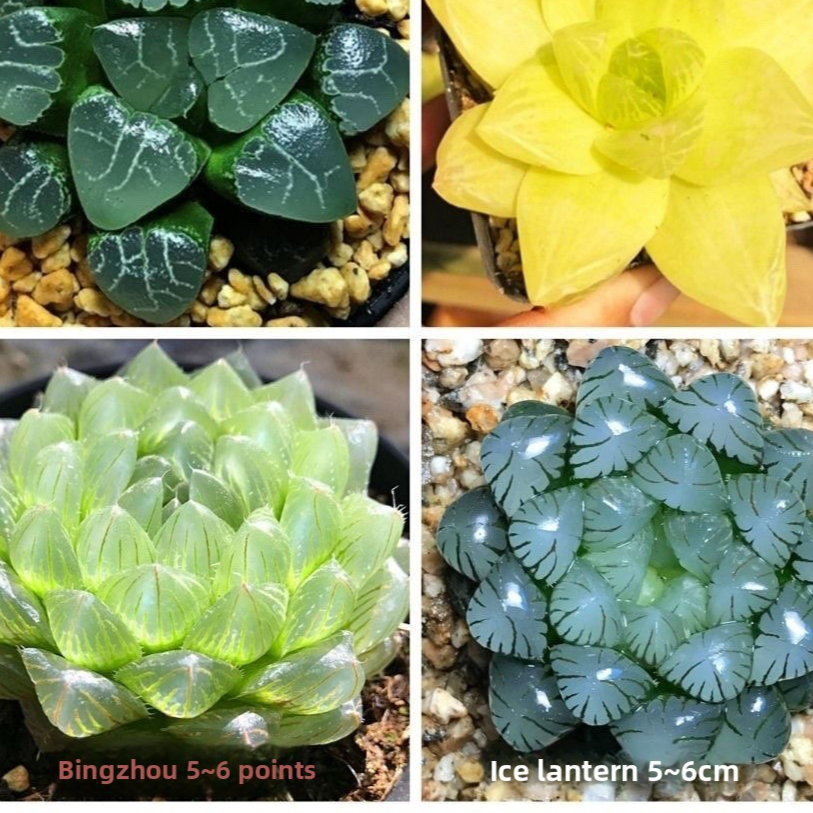 Succulent plants