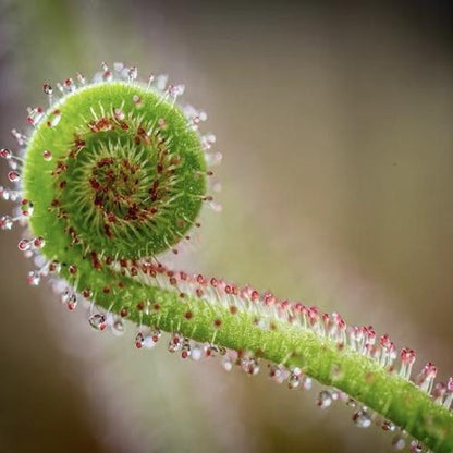 Carnivorous Plants Variety Collection