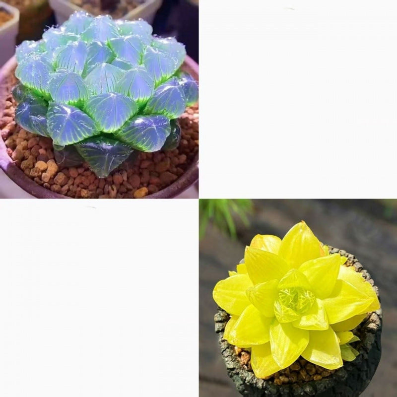 Jade Dew Succulent Variety Pack