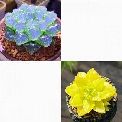 Jade Dew Succulent Variety Pack