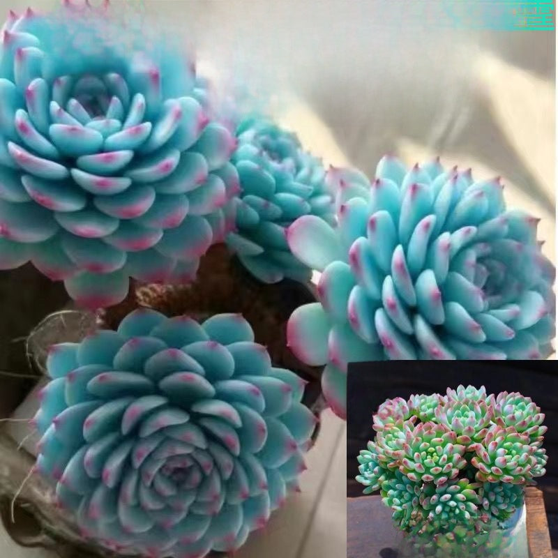 Succulent Plant Potted Combination with Red Dragonfly Design