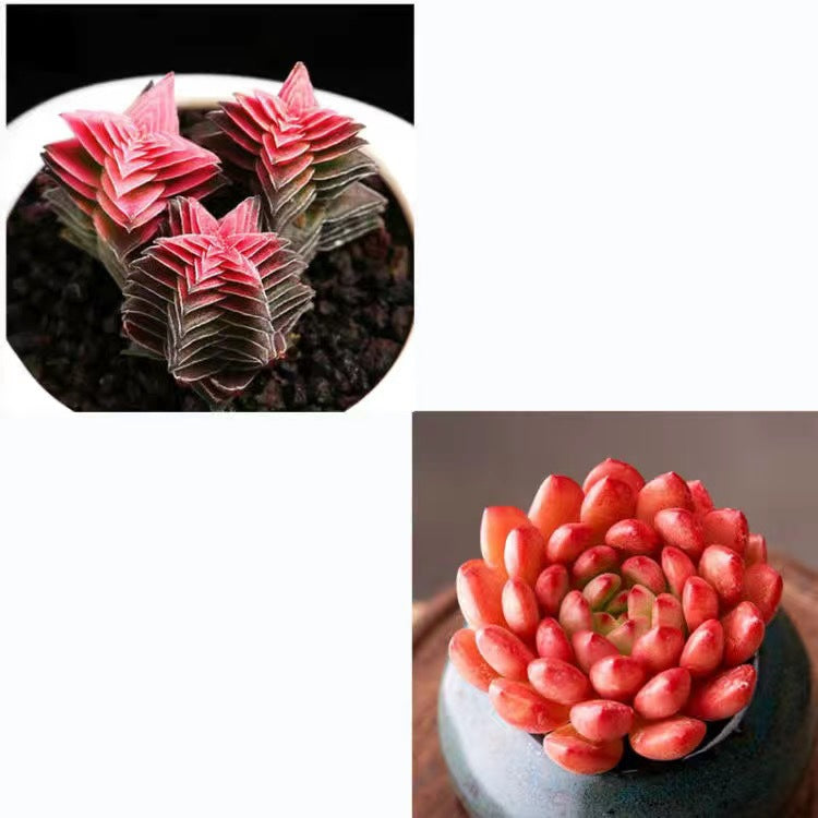 Cluster Succulent Plants in Pot