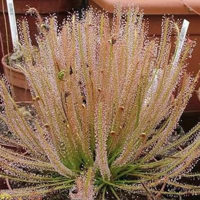 Carnivorous Plants Variety Collection