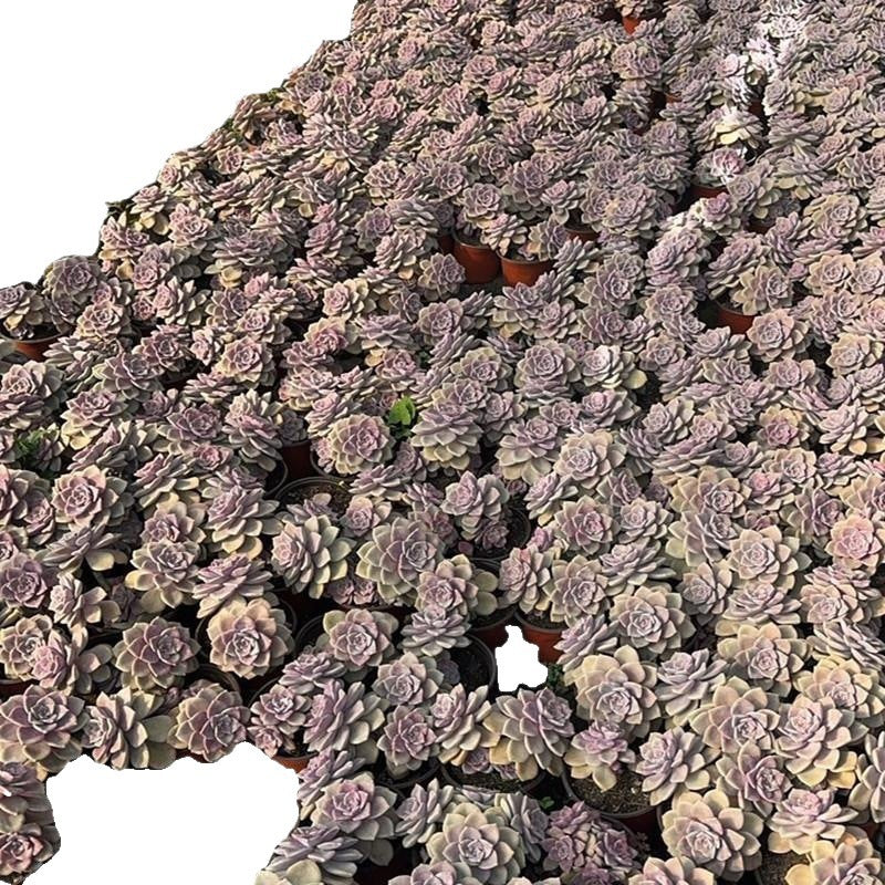 Purple Succulent Cluster Potted Plants for Balcony Decoration