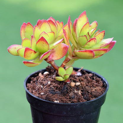 Succulent Plants with Pot and Soil