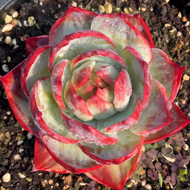 Rare Cylindrical Succulent Cactus