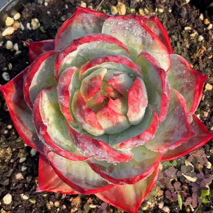 Rare Cylindrical Succulent Cactus
