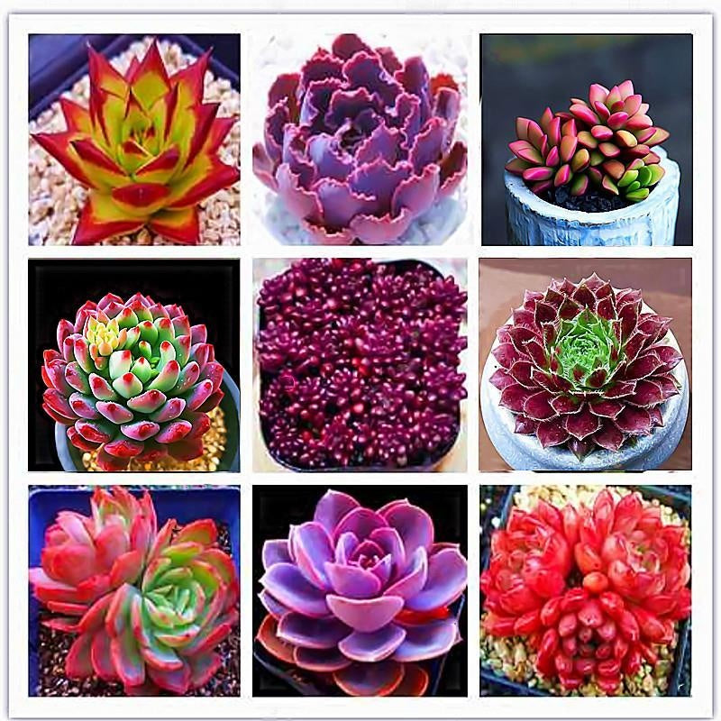 Jade Dew & Money String Succulent Collection