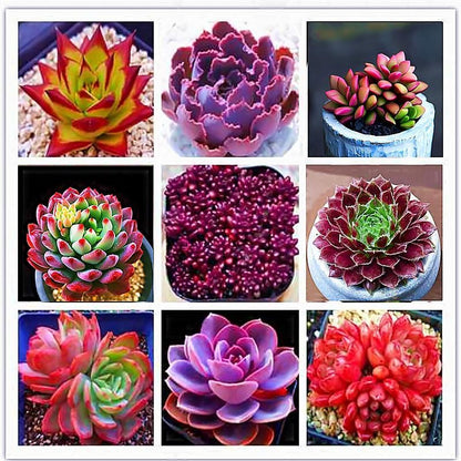 Jade Dew & Money String Succulent Collection