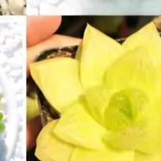 Succulent plants