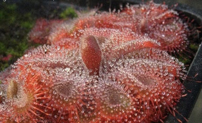 Carnivorous Plants Variety Collection