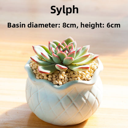 Succulent Potted Plants with Decorative Pots