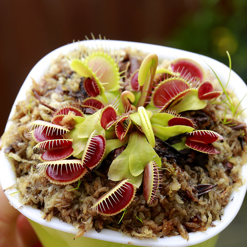 Carnivorous Potted Plants with Self Watering Basin