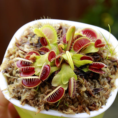 Carnivorous Potted Plants with Self Watering Basin