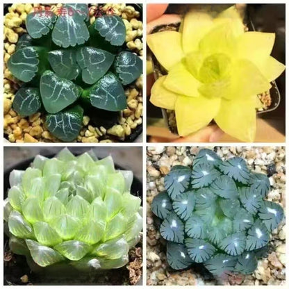 Succulent plants