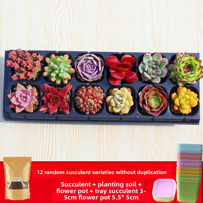 Succulent plants