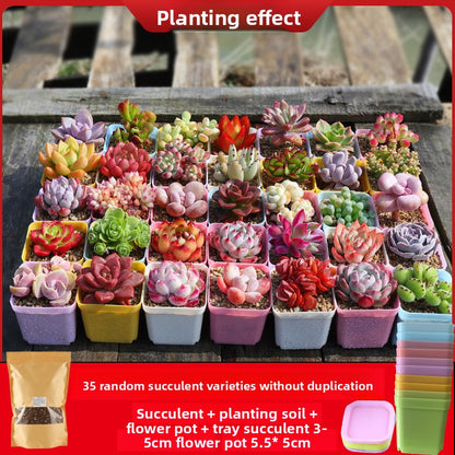 Succulent plants