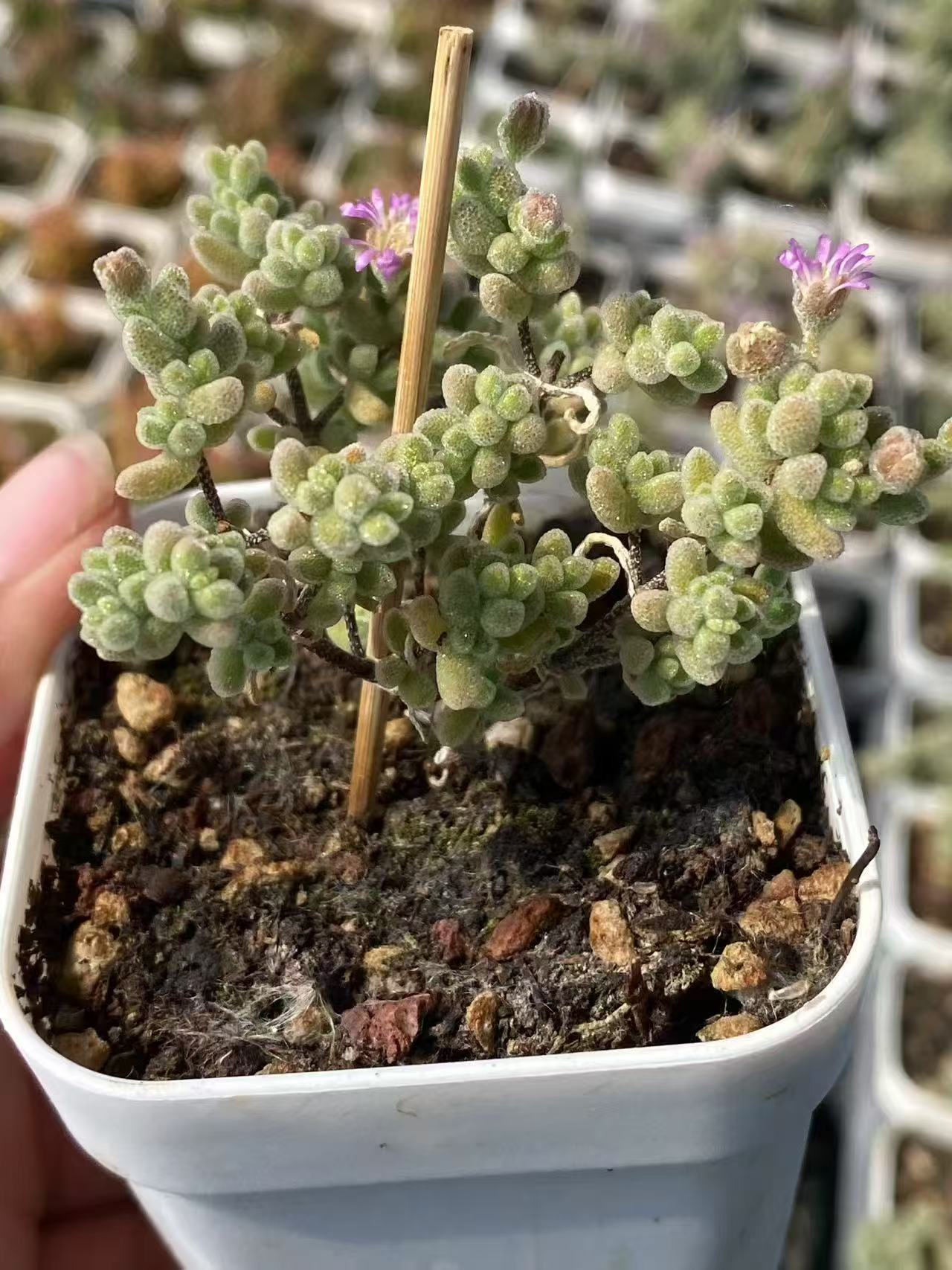 Mini Succulent Plants for Desktop Decoration