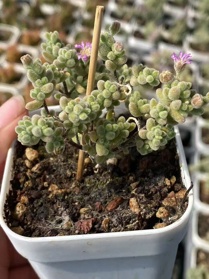 Mini Succulent Plants for Desktop Decoration