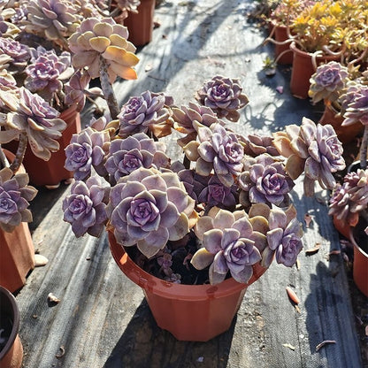 Purple Succulent Cluster Potted Plants for Balcony Decoration