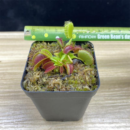 Carnivorous Potted Plants with Self Watering Basin
