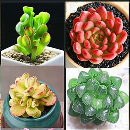 Jade Dew & Money String Succulent Collection