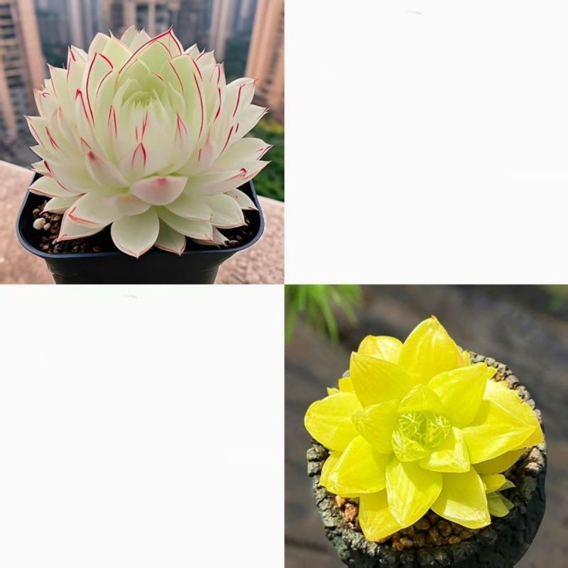Jade Dew Succulent Variety Pack