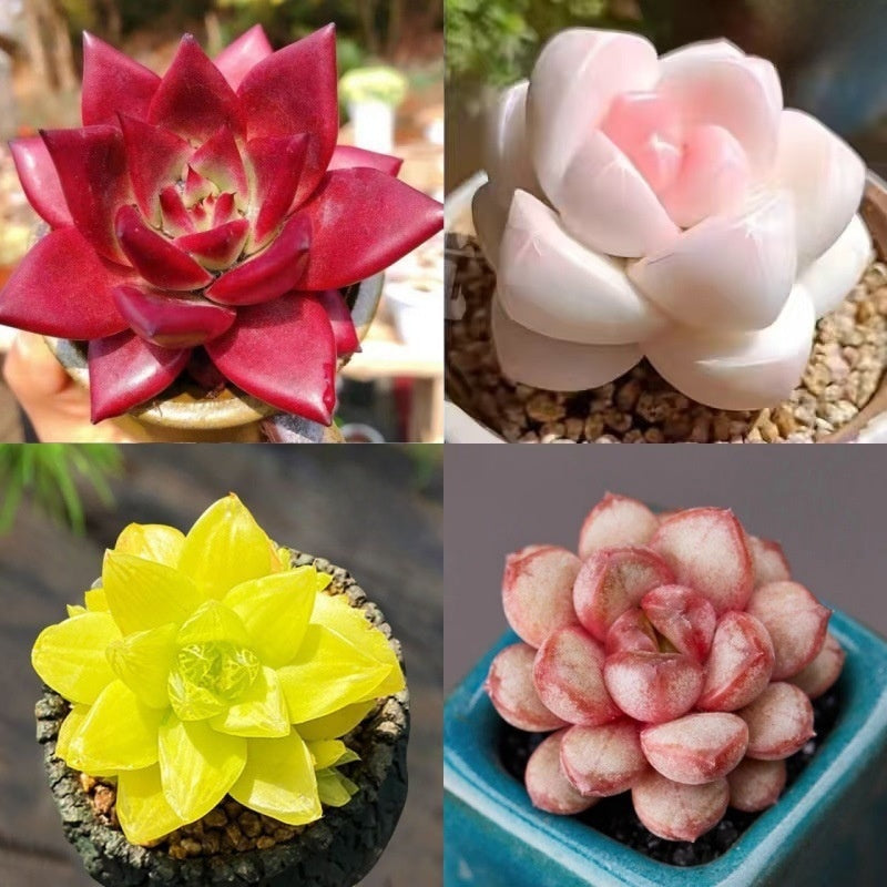 Succulent Plant Potted Combination with Red Dragonfly Design
