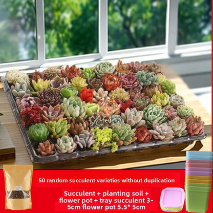 Succulent plants