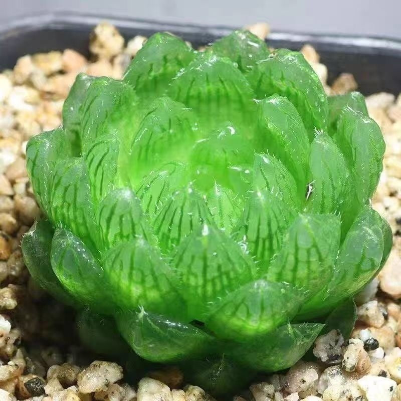 Jade Dew Succulent Variety Pack