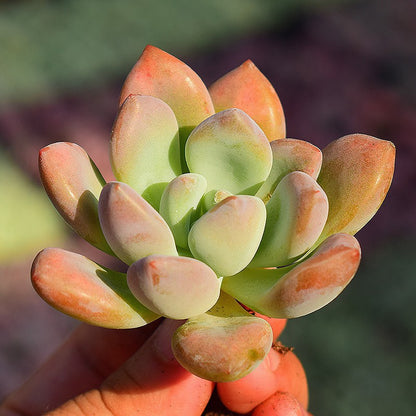 Succulent Plants with Pot and Soil
