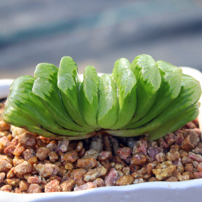 Jade Fan Succulent Plant Large Mother