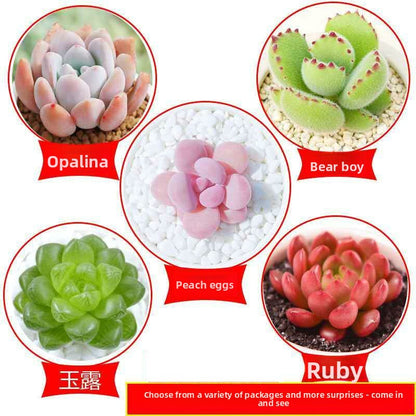 Jade Dew & Money String Succulent Collection