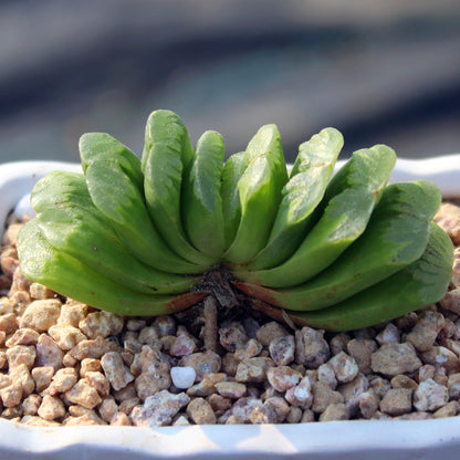 Jade Fan Succulent Plant Large Mother