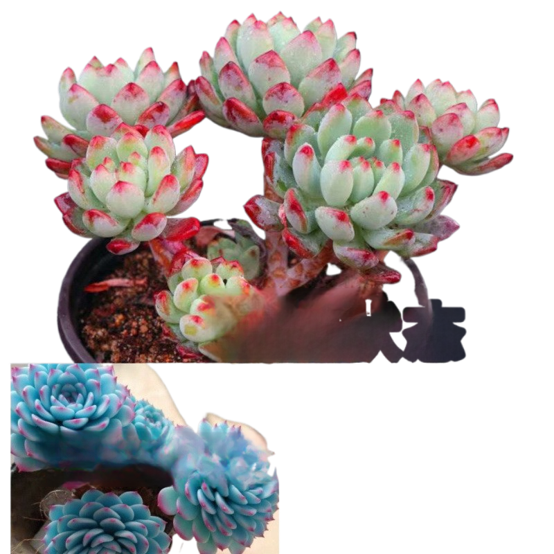 Blue Cluster Succulent Plant (Lan Jilian)