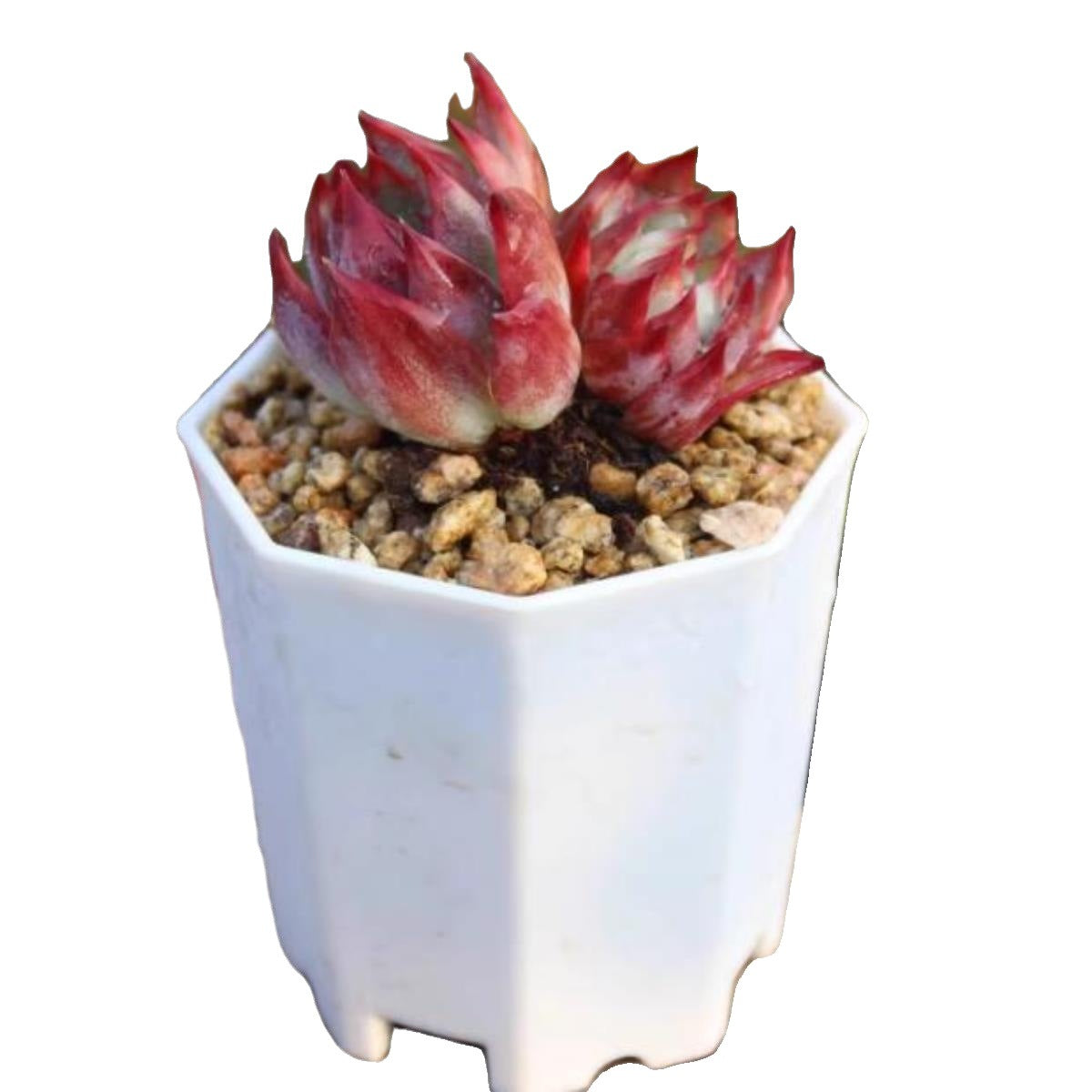 Rare Cylindrical Succulent Cactus