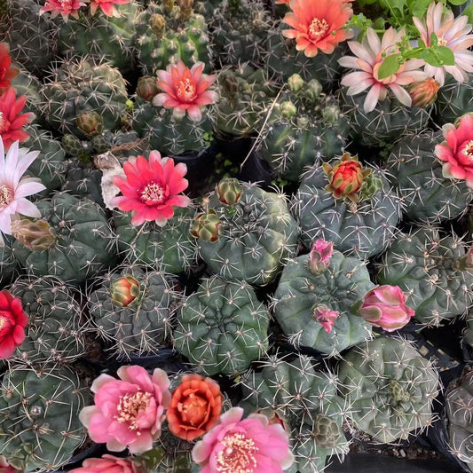 Feihua Jade Bulb Cactus