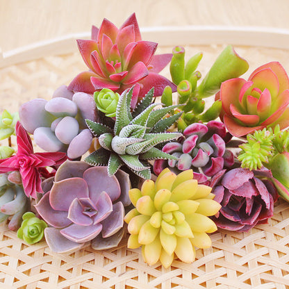 Jade Dew & Money String Succulent Collection