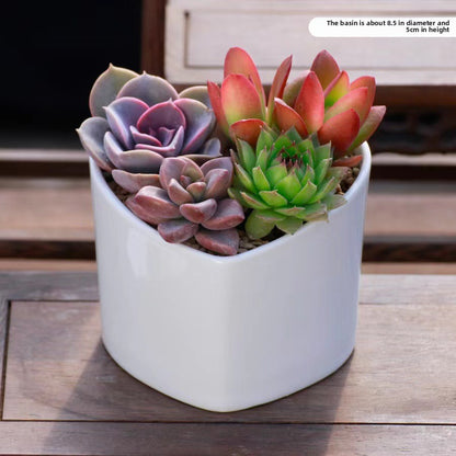 Succulent Plants with Pots Indoor Green Decor
